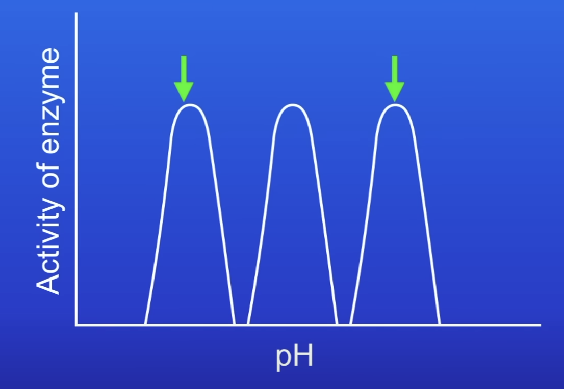 <p>Alkaline pH</p><ul><li><p>Eg enzyme released fm pancreas into SI (lipase)</p></li></ul>