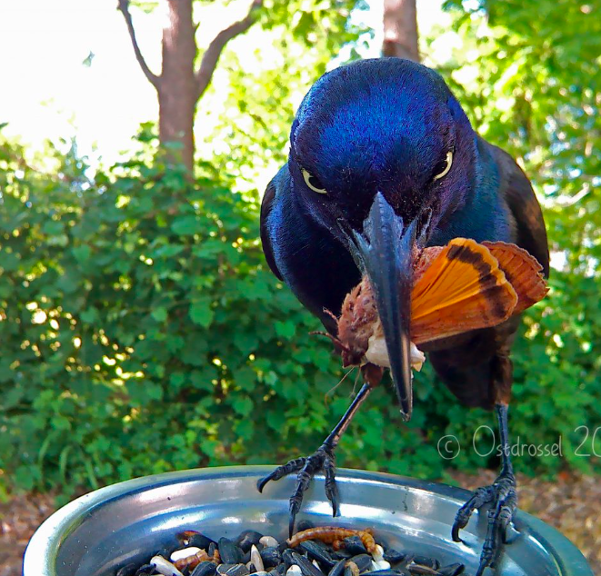 <p>Common Grackle</p>