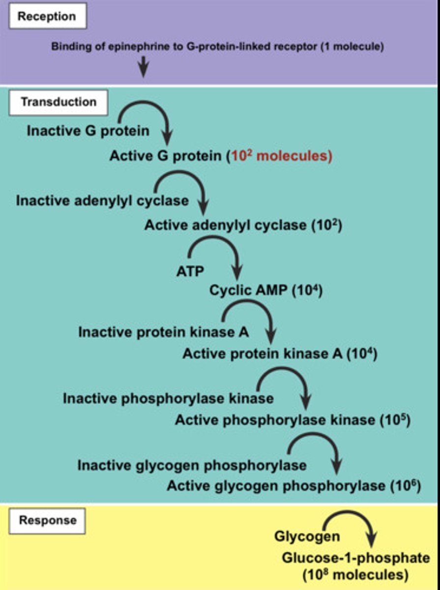 <p>Type of response in cell signaling where there may be activation or inactivation of an enzyme in cytoplasm, activation of cell division, or activation of cell death</p>