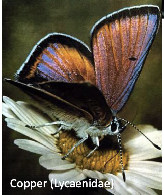 <p>moths and butterflies </p>