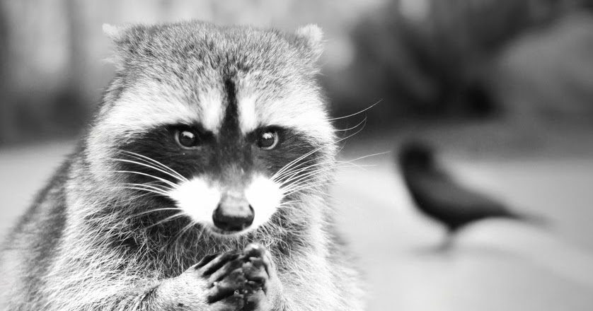 <p>conspirador, manipulador</p>