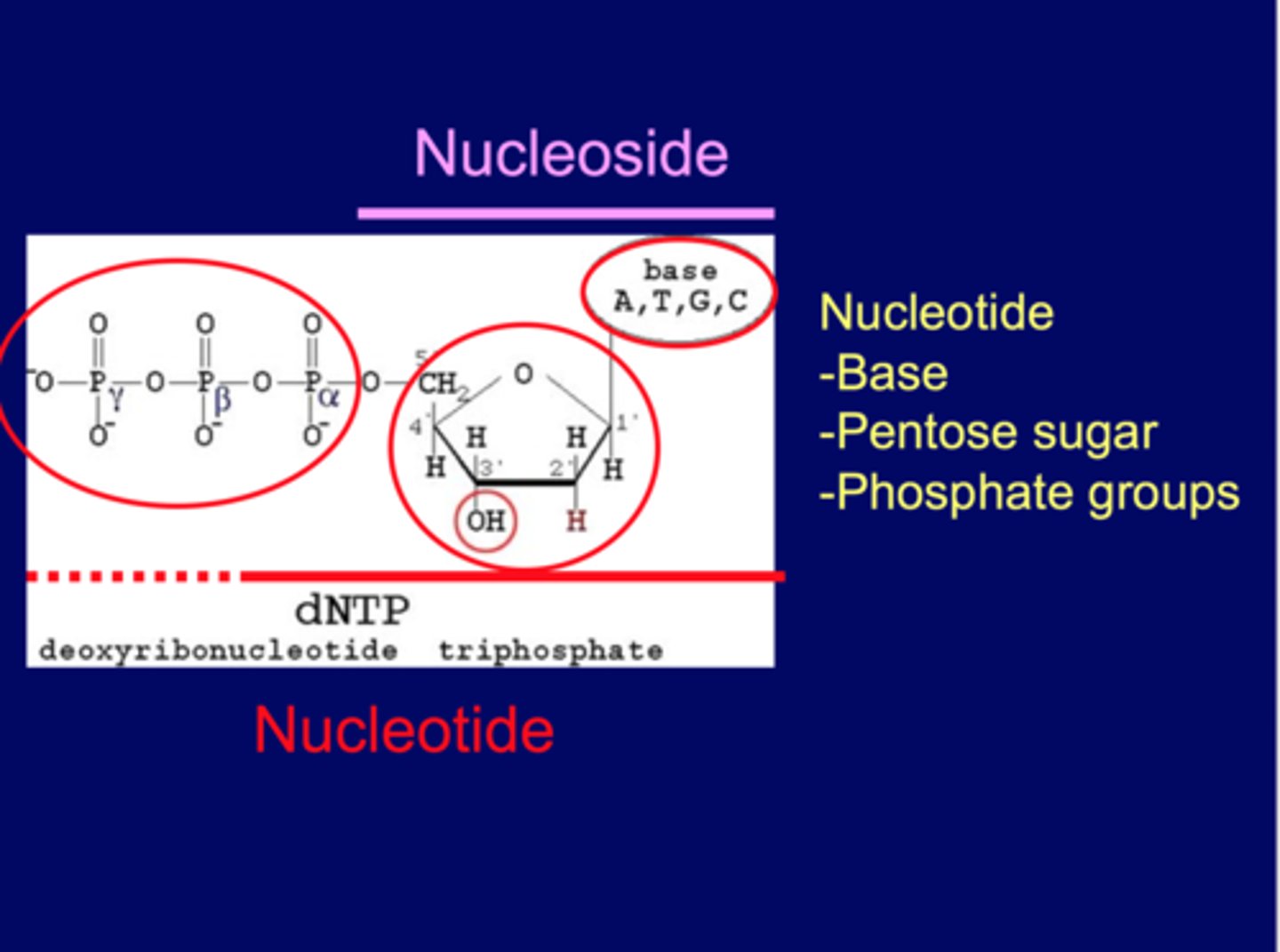 <p>nucleotide= base + pentose sugar + P <br>nucleoside = base +pentose sugar<br><br>Phosphate provides energy</p>