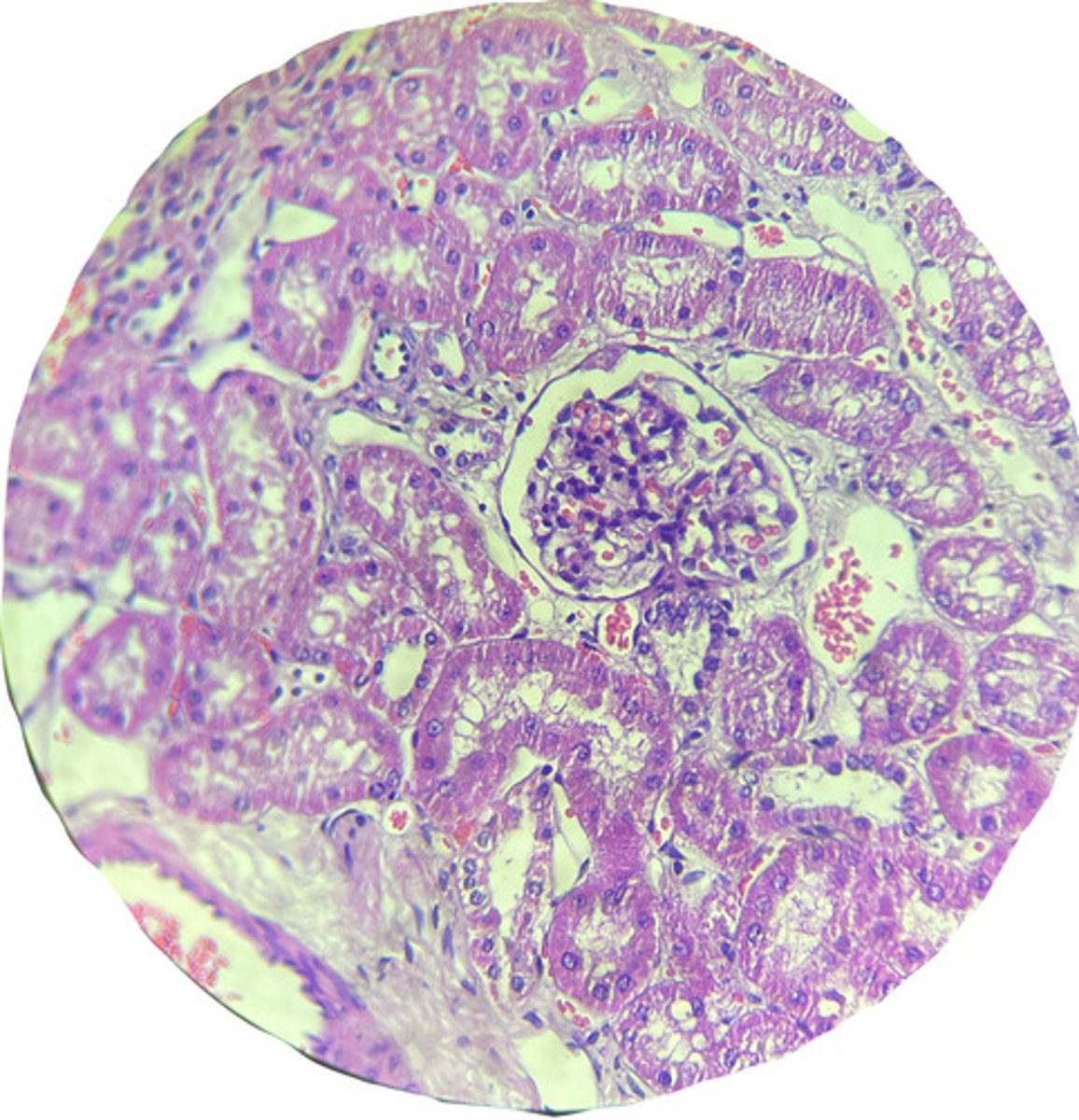 <p>what structure is this in the kidney?</p>