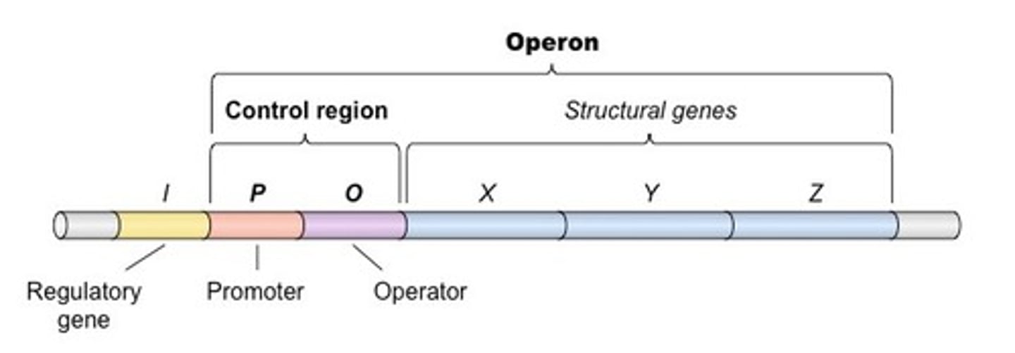 <p>(D) genes, a single promotor</p><p>An operon is a group of genes under the control of a single promotor.</p>
