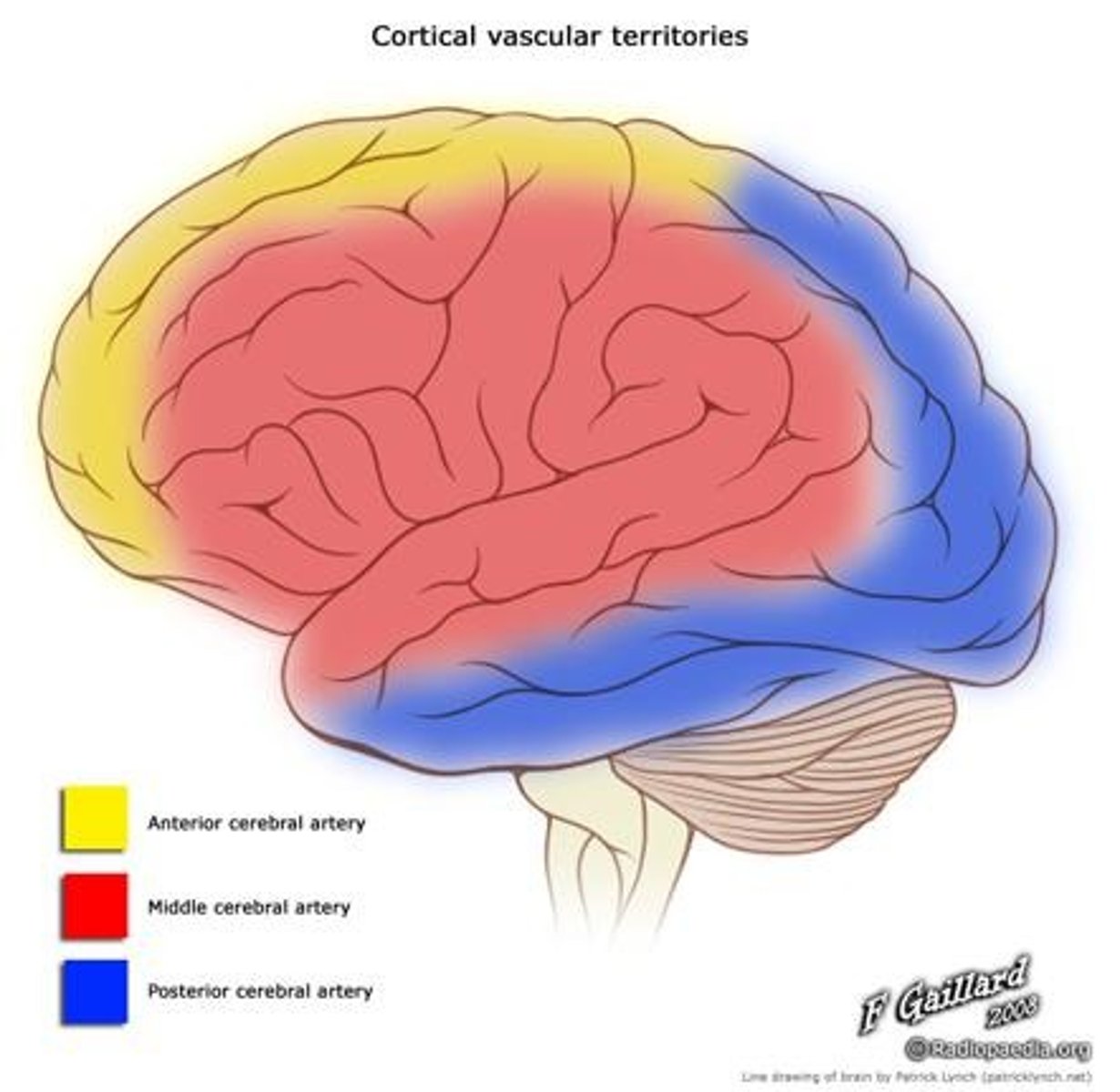 <p>1. Anterior cerebral artery, 2. Middle cerebral, 3. Posterior cerebral artery</p>