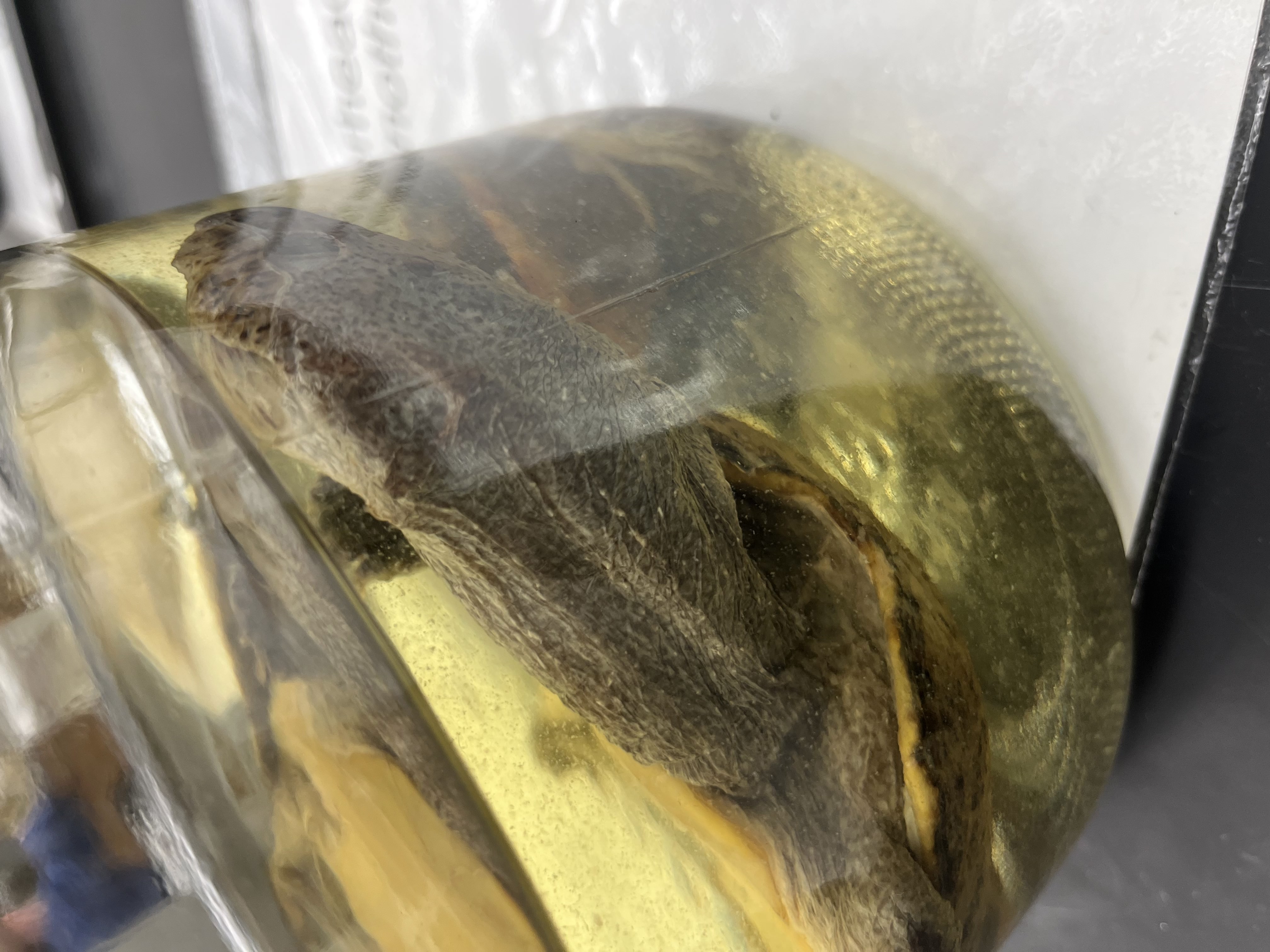 <ul><li><p>round shell</p></li><li><p>wrinkly head</p></li><li><p>grey head</p></li><li><p>pointy head</p></li><li><p>speckled shell</p></li></ul><p></p>