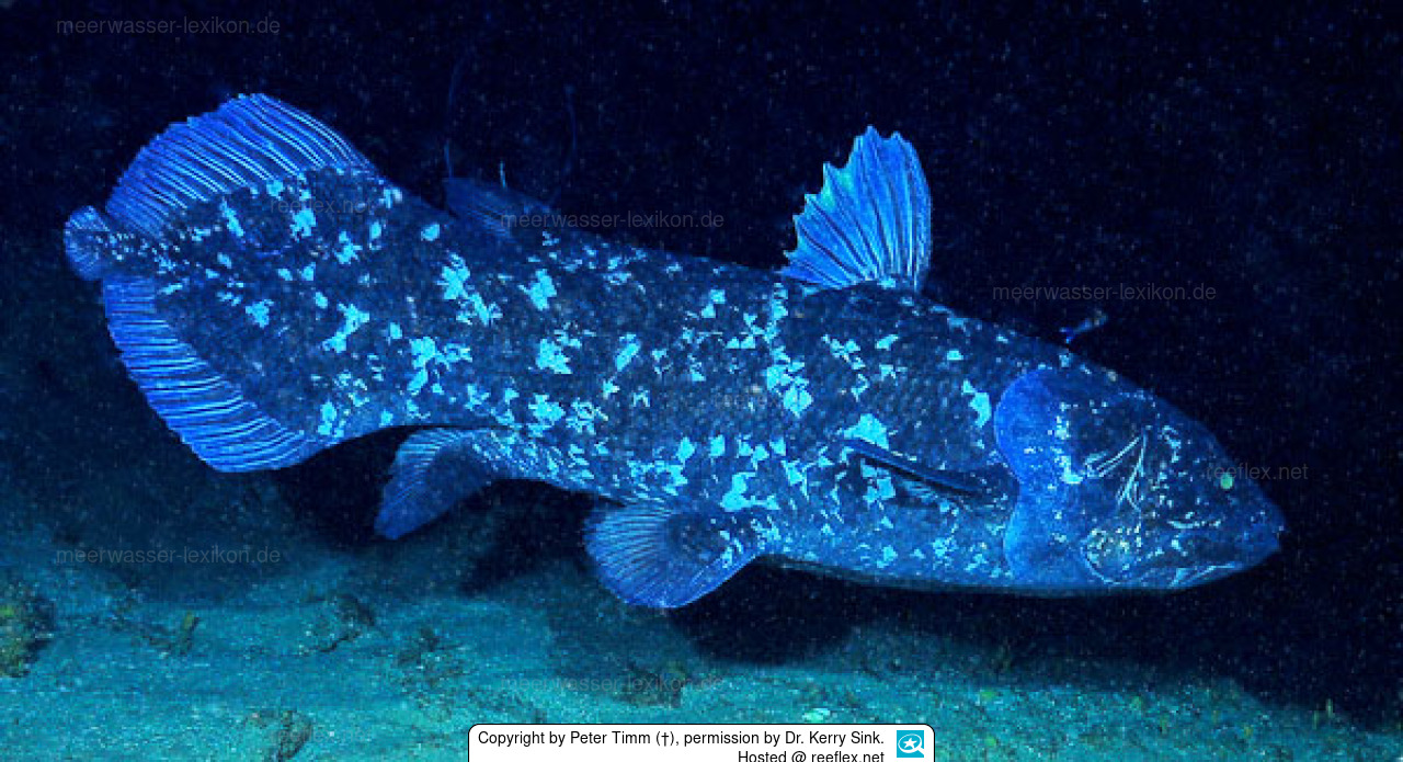 <p>living specimens of coelacanth discovered in 1938 </p>