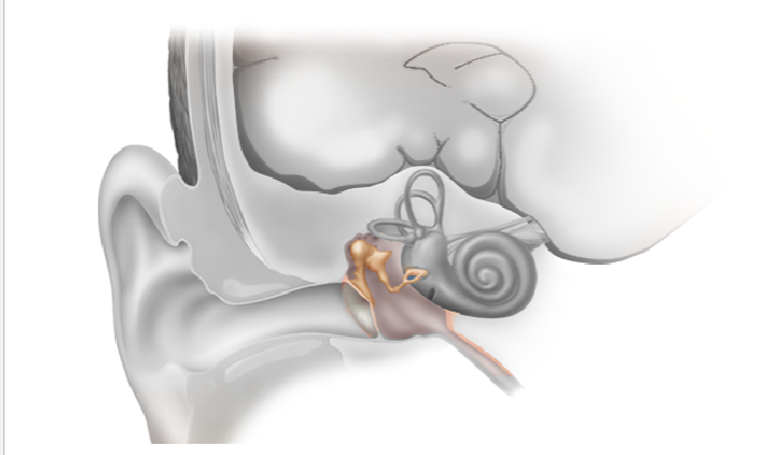 <p>starts with tympanic membrane (ear drum) which vibrates due to differences in pressure caused by soundwaves. the eardrum is connected to three small interconnected bones called the auditory ossicles that vibrate with the eardrum</p>