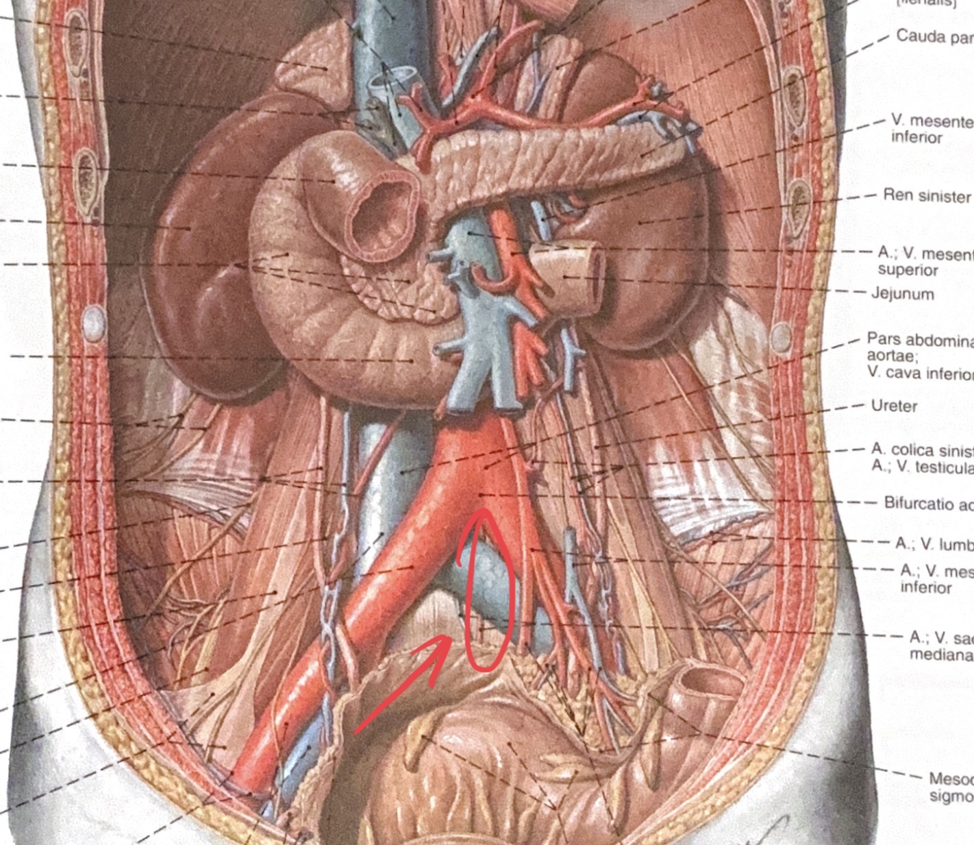 <p>a.sacralis media</p>