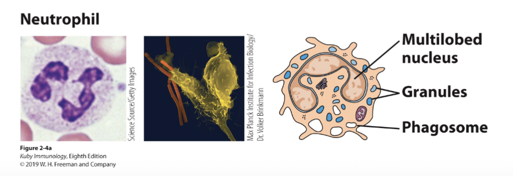<p>-<span>Phagocytosis (engulf) bacteria and debris</span></p><p><span>-Release of chromatin to trap microbes - NETosis</span></p><p><span>-Secrete proteins to kill bacteria and signal for tissue remodeling</span></p><p><span>-Assist in shaping the adaptive immune response, when required</span></p><p><span>-Dead neutrophils accumulate as the major cell type in pus</span></p>
