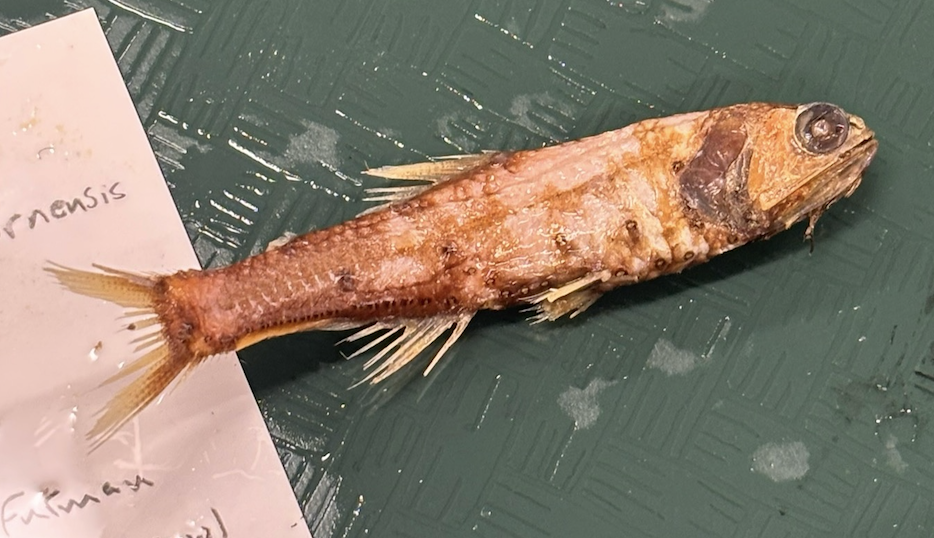 <p>Myctophiformes</p>