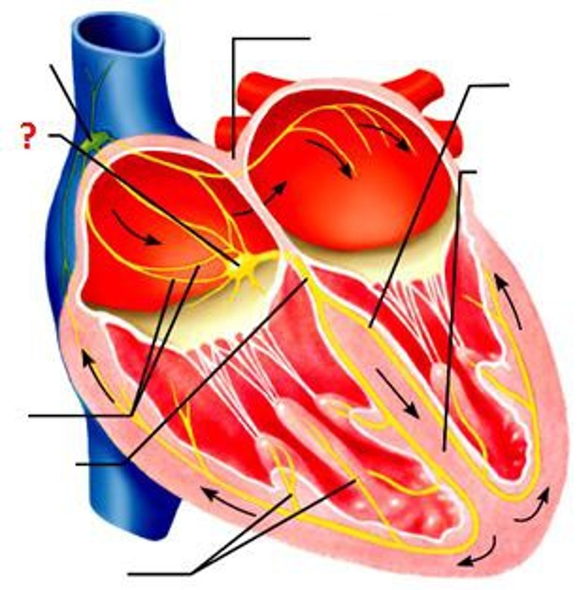 <p>where electrical signal pauses to allow ventricles to finish filling</p>