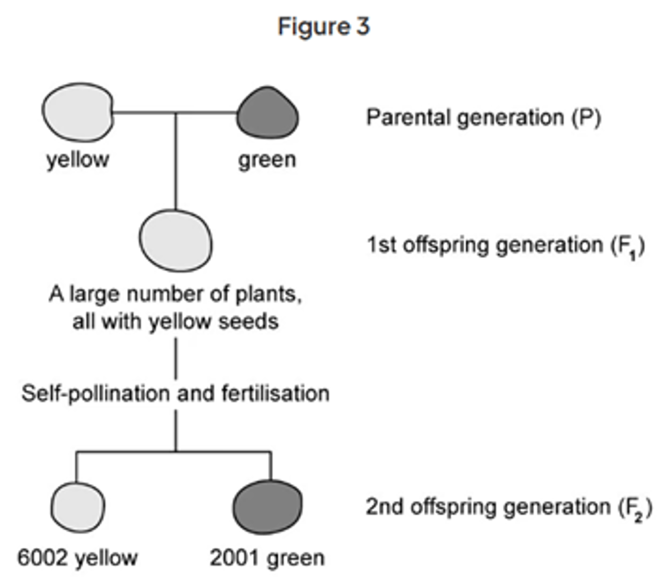 <p>The large number of offspring improved the investigation because:<br>Any two from the following:<br>Fertilisation is random / ref. to chance combinations (of alleles/genes/chromosomes); <br>More likely to get theoretical ratios / see (correct) pattern / get valid results if large number; <br>Anomalies have limited effect / anomalies can be identified.</p>