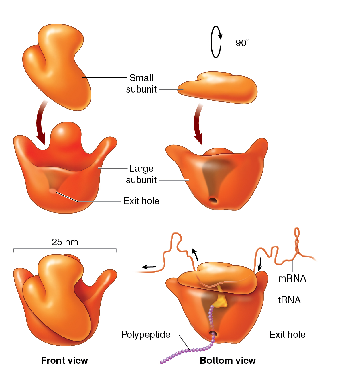 Ribosome