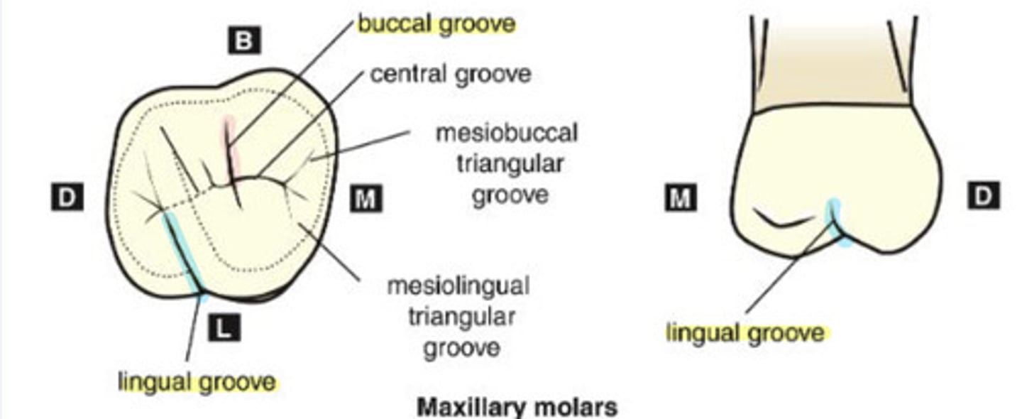 <p>groove separating the mesiolingual and distolingual cusps</p><p>-commonly on maxillary molars</p><p>-usually only one</p>