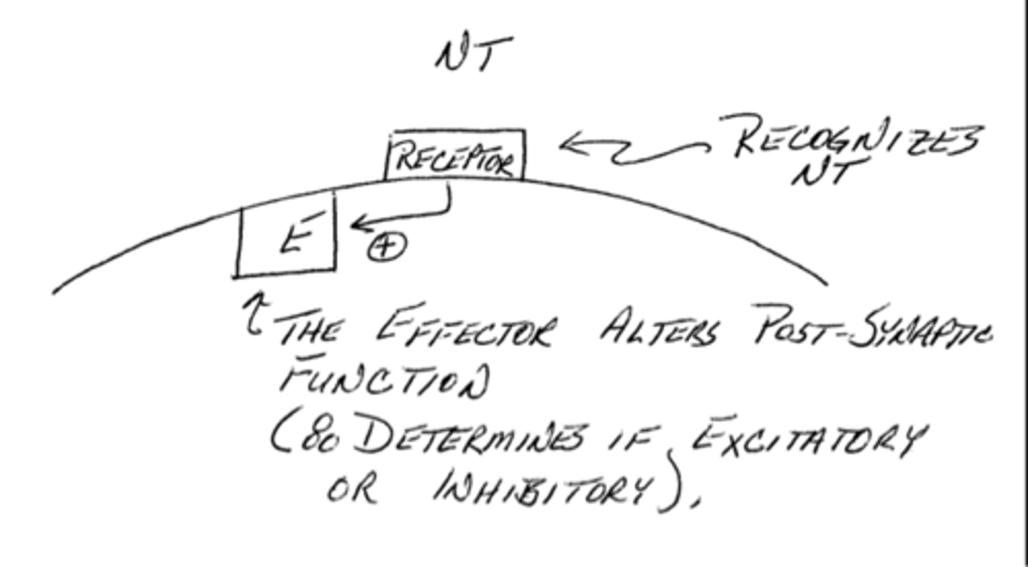 <p>true; this is based on the receptor-effector coupling on each target cell</p>