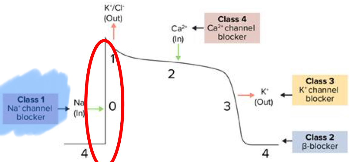 <ul><li><p>They are Na+ channel blockers</p></li><li><p>They decrease rapid Na influx → slows rate of depolarization in phase 0</p></li></ul><p></p>