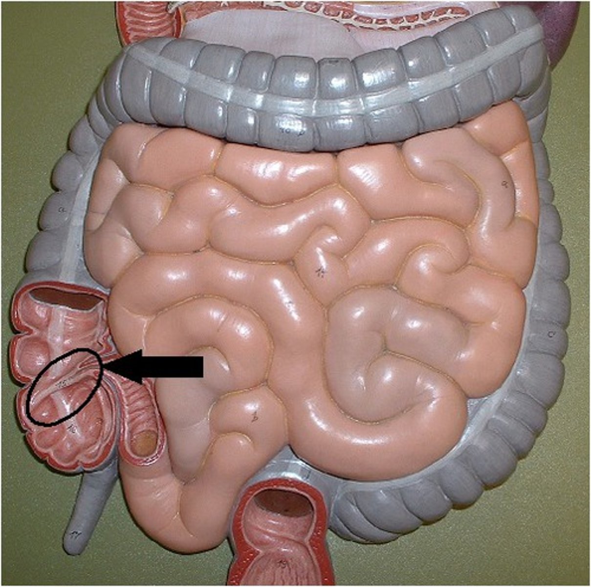 <p>end of the small intestine, leads into the large intestine</p>