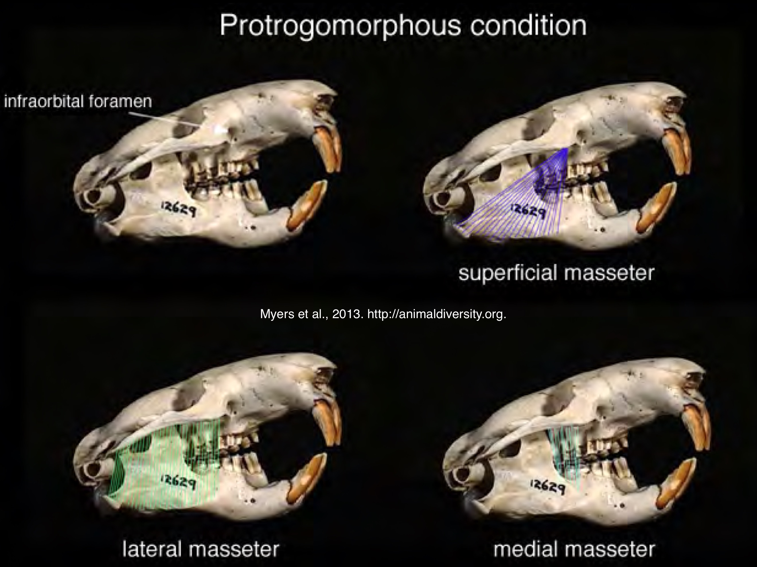 <p>Rodentia protrogomorphy zygomasseteric system</p>