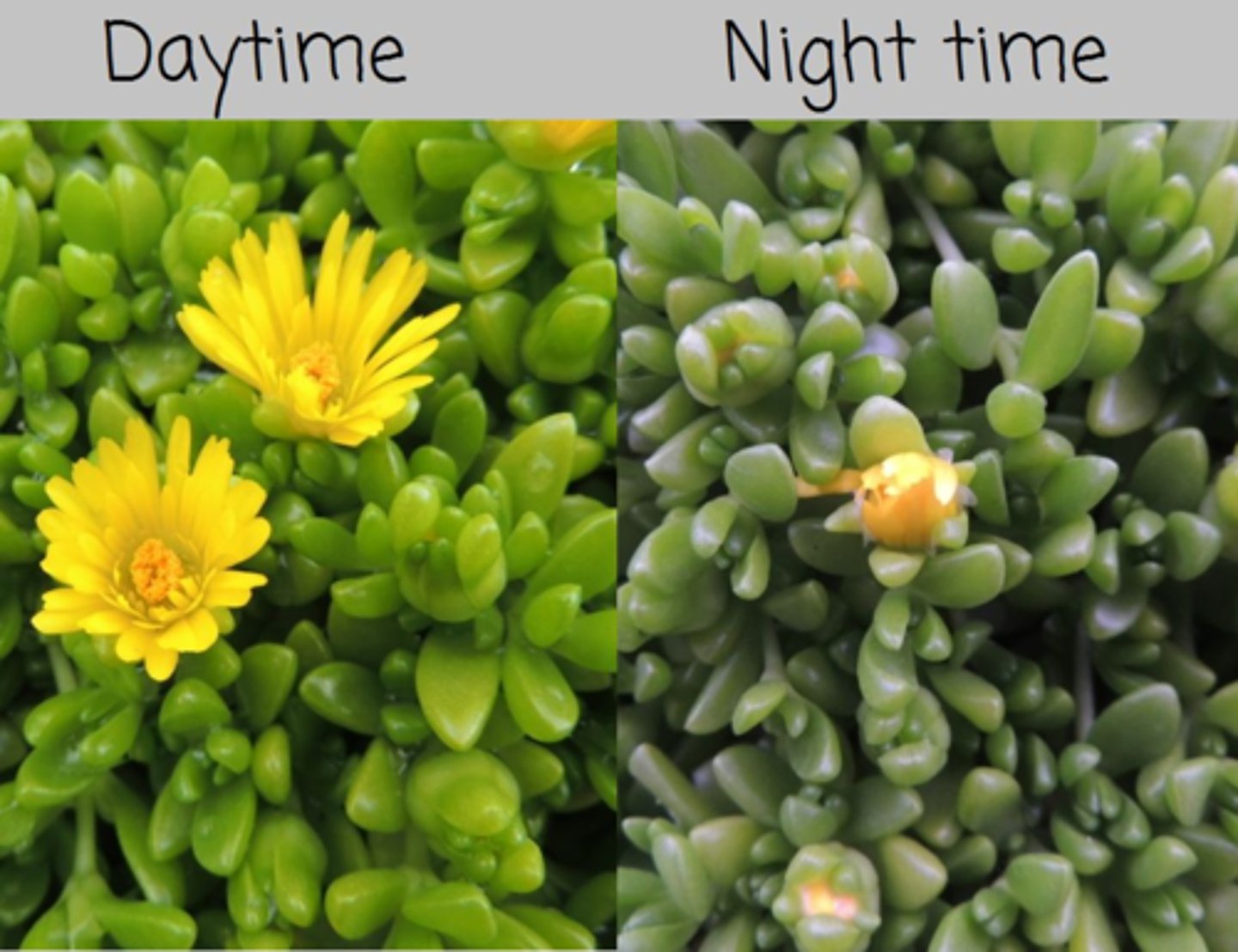 <p>the natural, internal process that regulates the sleep-wake cycle</p>