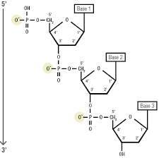 <p>Is DNA negatively or positively charged and why?</p>