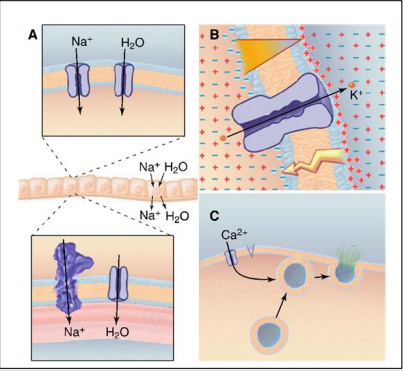 <ul><li><p>Transport ions across membrane e.g. secretion/absorption of fluids.</p></li><li><p>Regulate membrane potentials e.g. Nerve and muscle cells for high-speed communication.</p></li><li><p>Ca2+ influx into the cytoplasm e.g. secretion and muscle contraction.</p></li></ul><p></p>