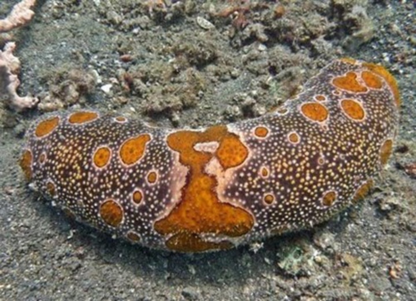 <p>Sea cucumbers, not sedentary just slow, tentacles at mouth, cloaca and vent at anus, radial muscles, alimentary canal (intestines) thick, gonads are thinner and orange, respiratory trees very thin and highly branched.</p>