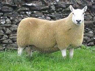 <p>Small sized meat breed noted for its hardiness from Scotland</p>