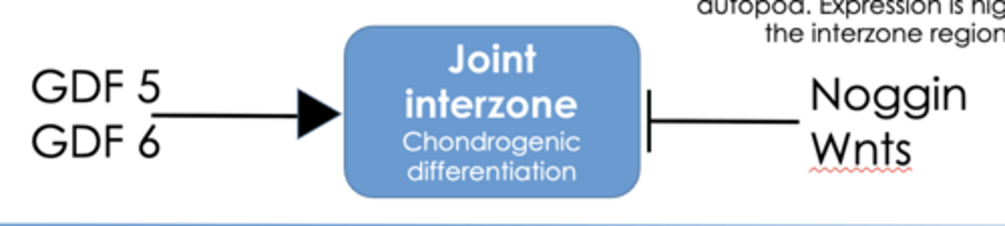 <p>- Growth differentiation factors (GDF) 5/6</p><p>- Noggin</p><p>- Wnts</p>