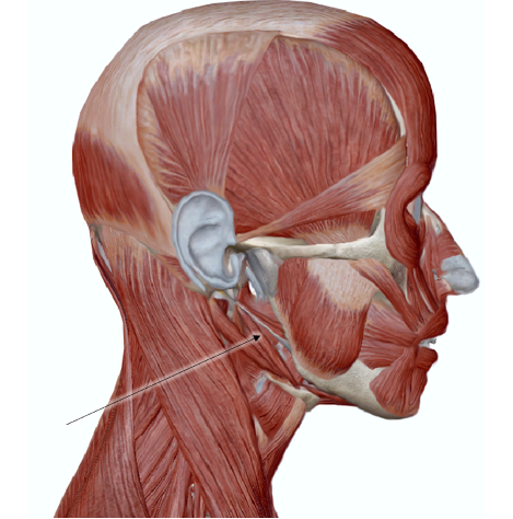 <p>name the muscle</p>