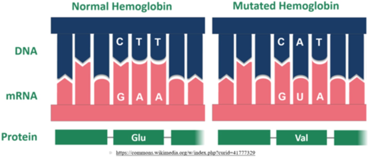 <p>point mutation</p>