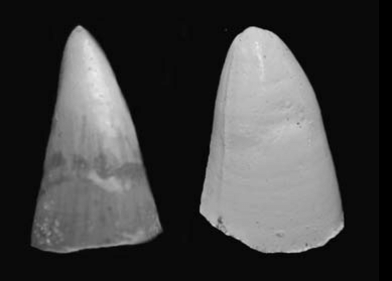 <p>conical pointed; curved or straight; piercing, holding (higher bite force)</p>