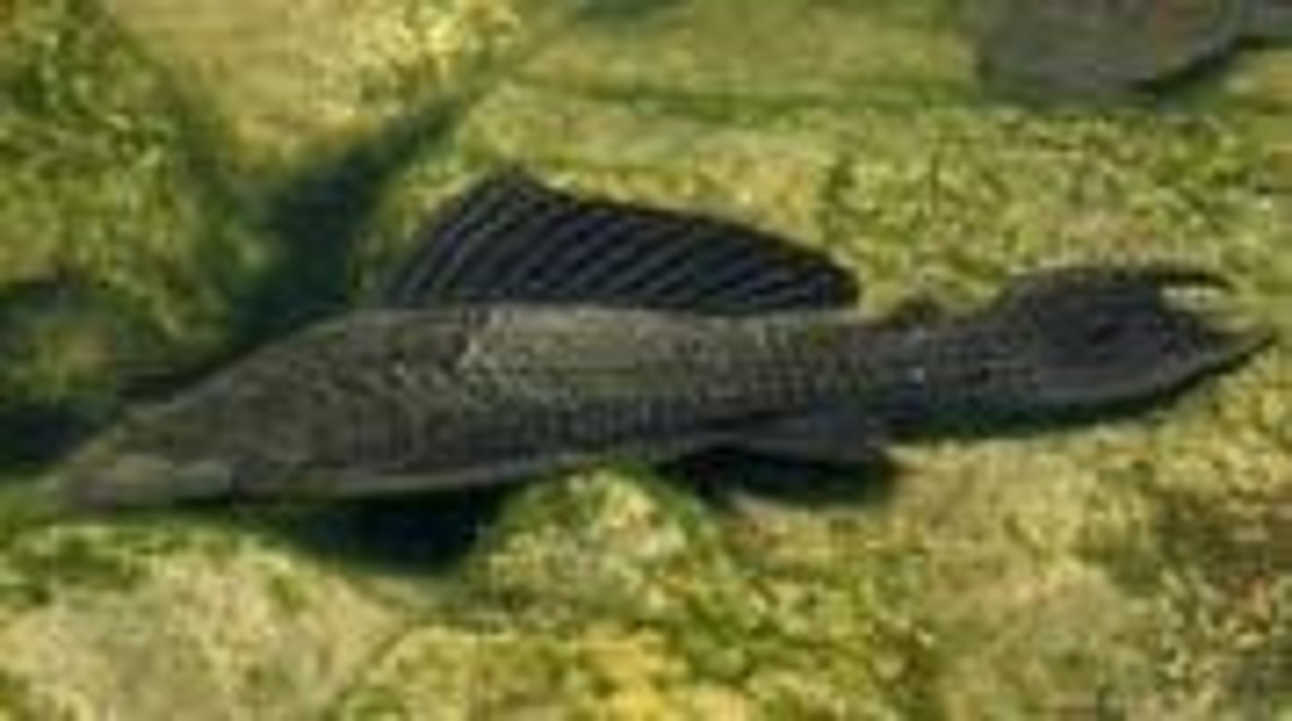 <p>Three or more rows of bony plates, subterminal barbells, sucking lips, and an adipose fin with spines.</p>