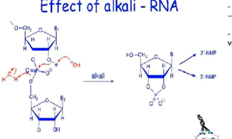 <p>Do ribose có 2’OH trong môi trường base OH này dễ tấn công làm gãy phosphodiester</p>