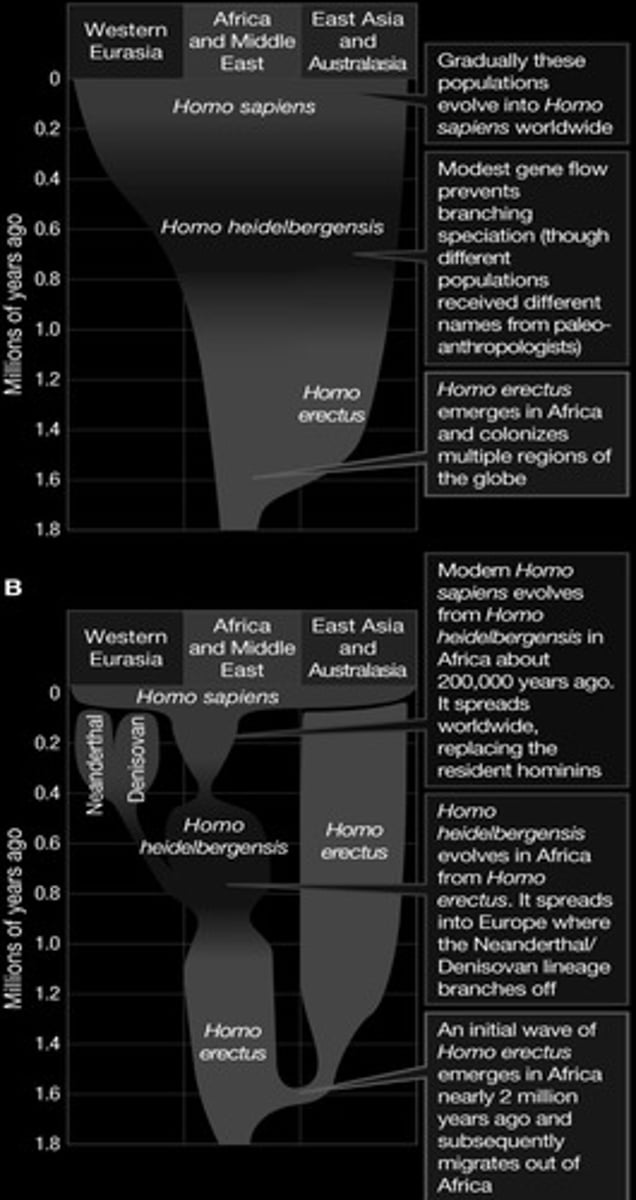 <p>The multiregional hypothesis and the out-of-Africa hypothesis, respectively.</p>