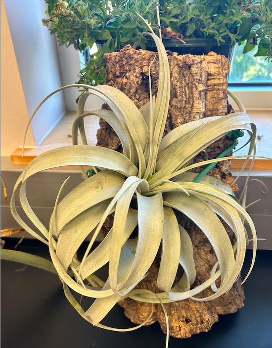 <p><span style="background-color: transparent;"><span>Order? Family?</span></span></p>