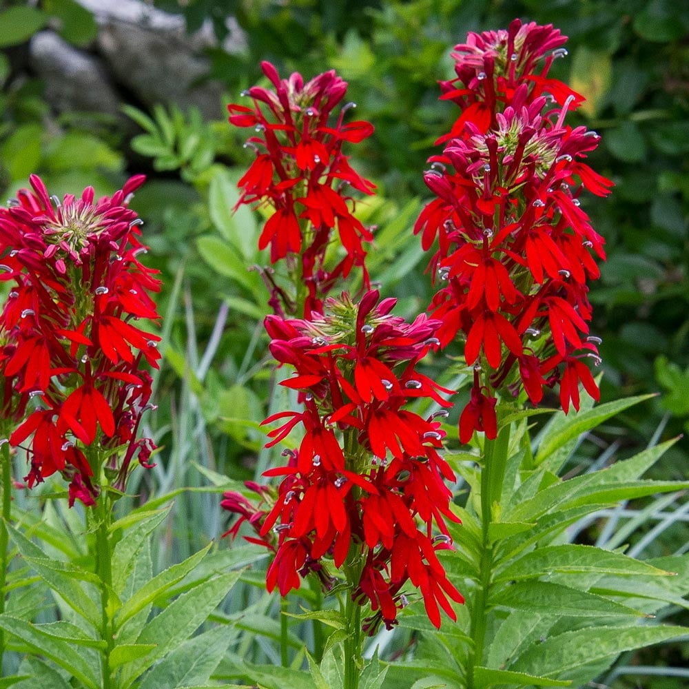 <p>A striking plant with tall spikes of brilliant red flowers that attract hummingbirds.</p><p>-Vase shape and moisture </p><p>-good in middle</p>