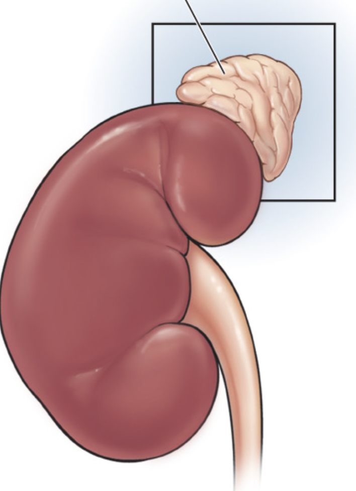 <p>Adrenal (suprarenal) gland</p>