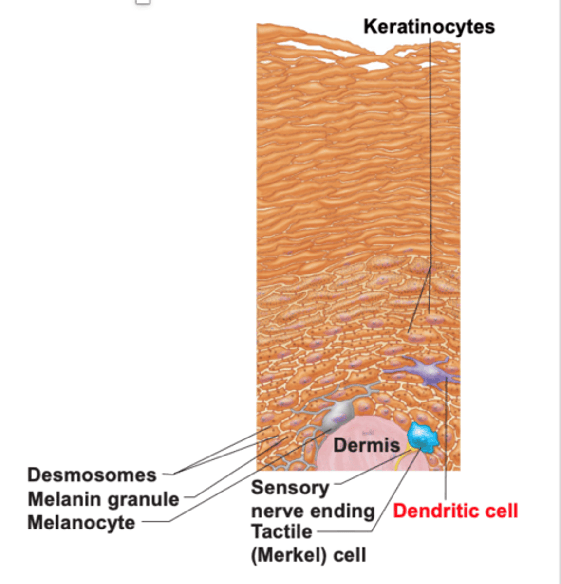<p>in stratum basale,</p><p>- produce melanin</p><p>- transfer melanin granules to actively growing keratinocytes</p>