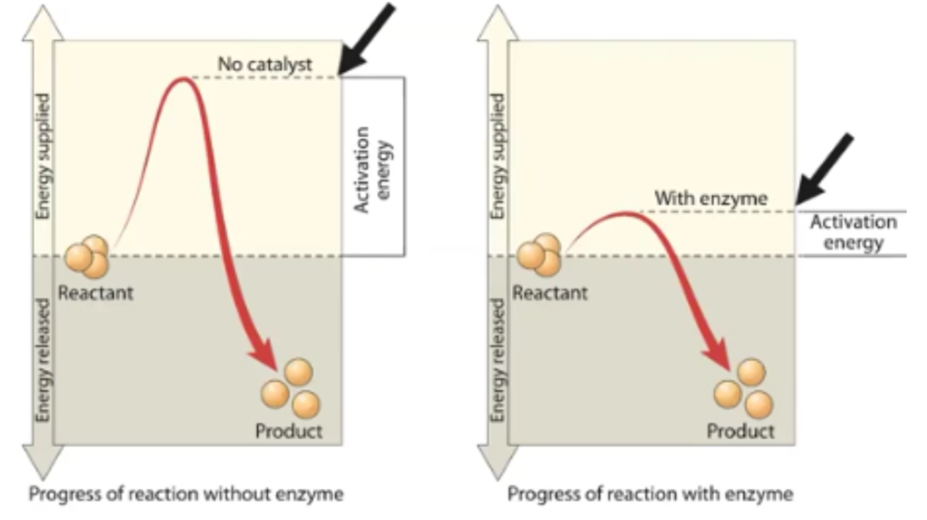 <p>Activation Energy</p>