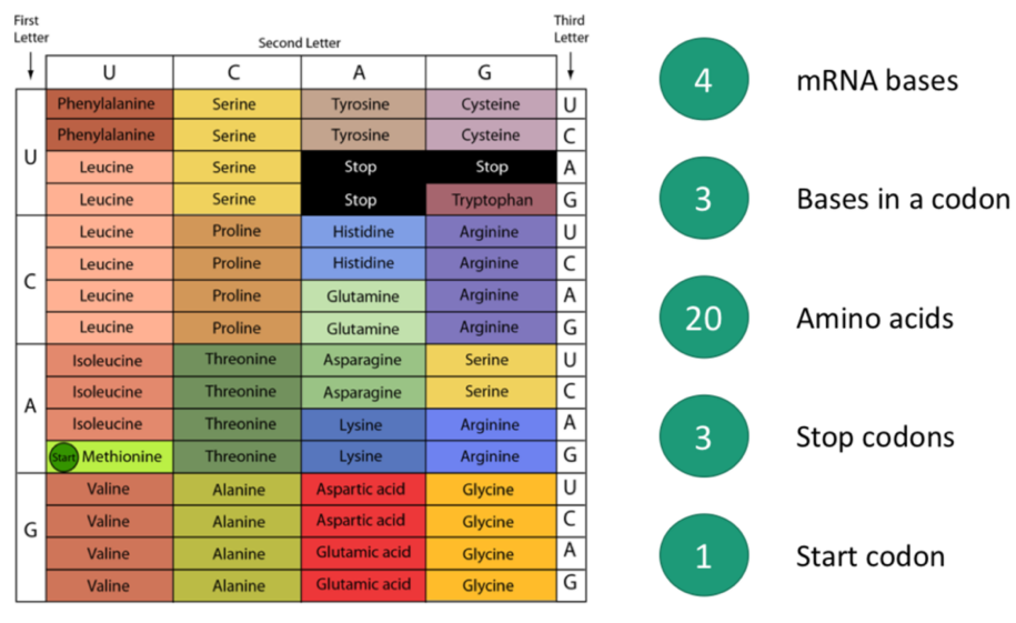 <ul><li><p>3 bases per codon</p></li><li><p>20 amino acids</p></li><li><p>3 stop codons</p></li><li><p>1 start codon (methionine AUG)</p></li></ul><p></p>