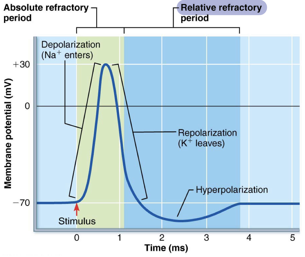 <p>once the VGNaC reset, you could depolarize again IF the signal is strong enough to reopen the Na+ channels and overcome the K+ mvmt</p><p>occurs during some of repolarization, hyperpolarization, and refractory</p>