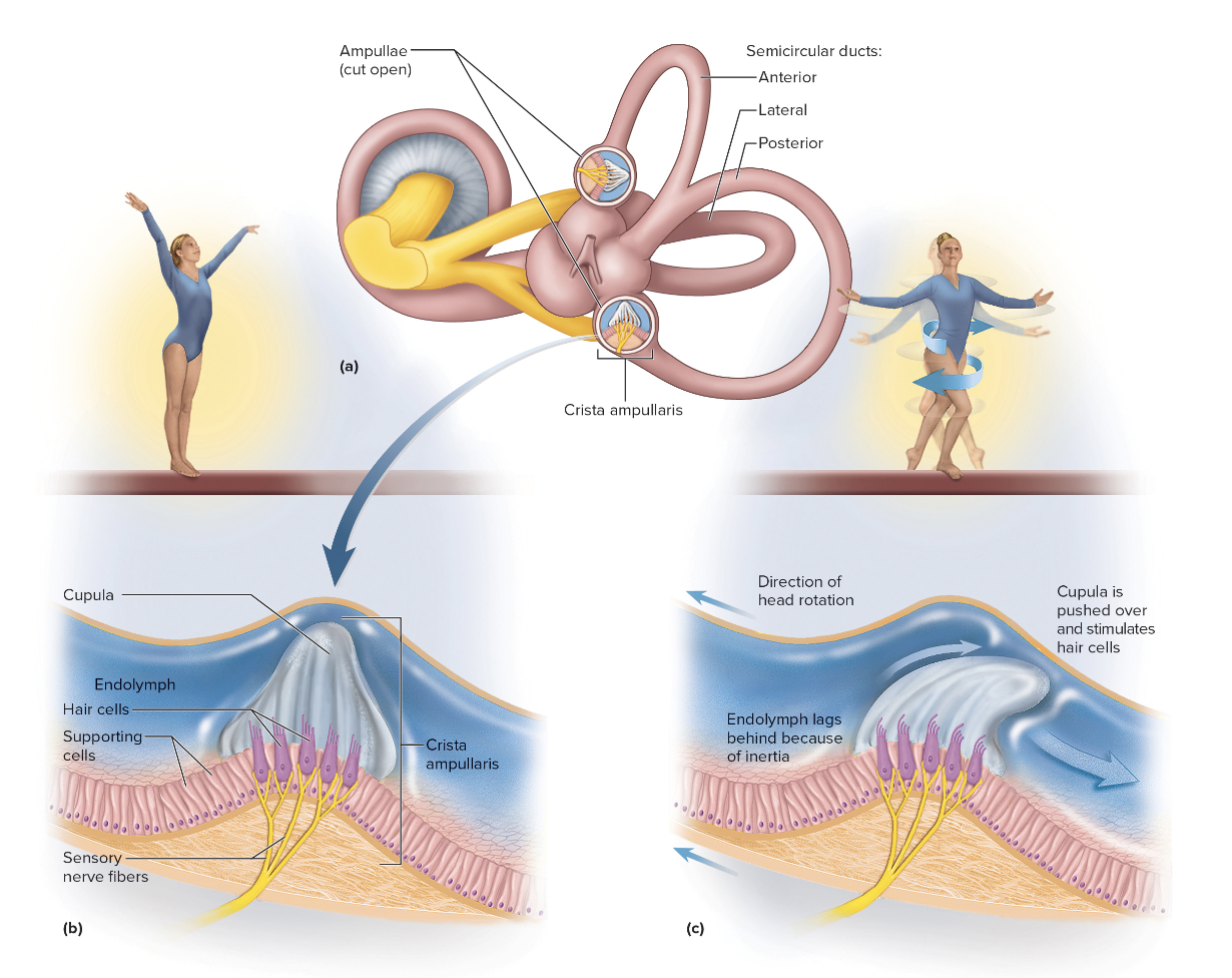 <ul><li><p><span>Three semicircular ducts: <strong>anterior</strong>, <strong>posterior</strong>, and <strong>lateral</strong></span></p></li><li><p><span style="color: rgb(192, 0, 0);">&nbsp;</span><span>Each duct has an <strong>ampulla </strong>with a <strong>crista ampullaris</strong></span></p></li><li><p><span>Hair cells project into gelatinous cupula and bend with fluid movement</span></p></li></ul><p></p>