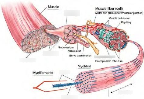 <p>Microscopic Anatomy</p>