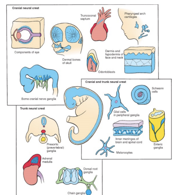 <ul><li><p><span>Cranial</span></p><ul><li><p>Craniofacial bone &amp; cartilage, Cranial neurons &amp; glia, Odontoblasts, Melanocytes</p></li></ul></li><li><p><span>Cardiac</span></p><ul><li><p>Cardiac septa, Cardiac neurons &amp; glia, Smooth muscle cells, Melanocytes</p></li></ul></li><li><p><span>Vagal</span></p><ul><li><p>Entering neurons &amp; glia</p></li><li><p>Melanocytes</p></li></ul></li><li><p><span>Trunk/sacral </span></p><ul><li><p>Sensory neurons &amp; glia</p></li><li><p>Autonomic neurons</p></li><li><p>Chromaffin cells</p></li><li><p>Melanocytes</p></li></ul></li></ul>