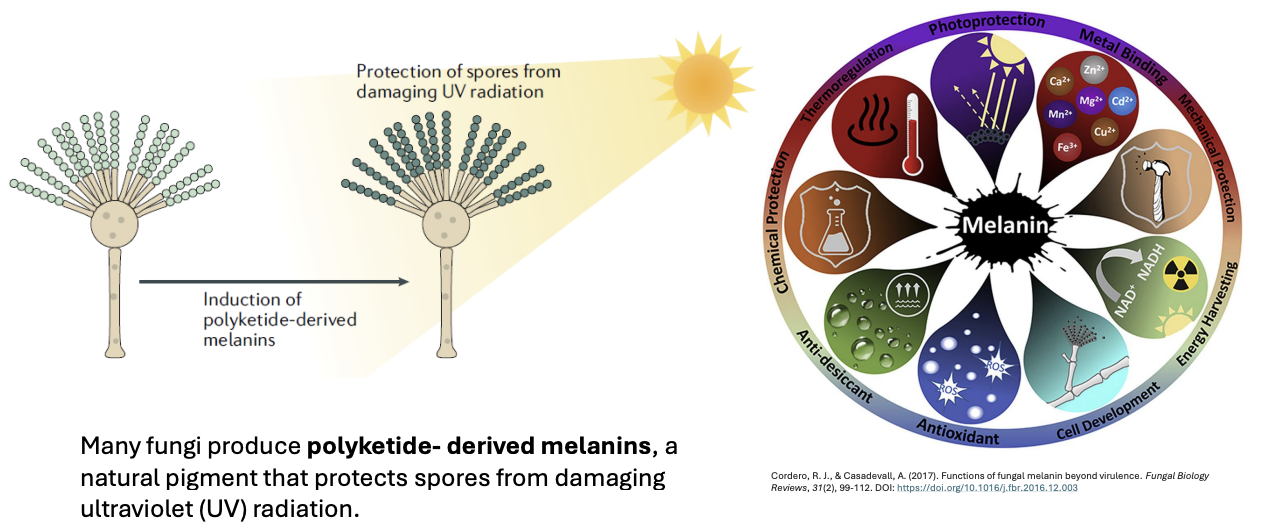 <p><strong>melanin</strong></p>