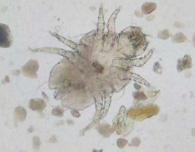<p>Skin parasite, contamination (dust mite)</p>