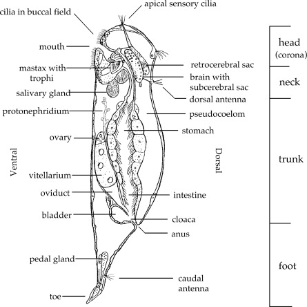 <p>Two main parts: </p><ul><li><p>Corona with a <strong>trochus</strong> and <strong>cingulum</strong> (used for feeding and locomotion</p></li><li><p><strong>Mastax</strong> - muscular pharynx with teeth (<strong>trophi</strong>)</p></li></ul><p></p>