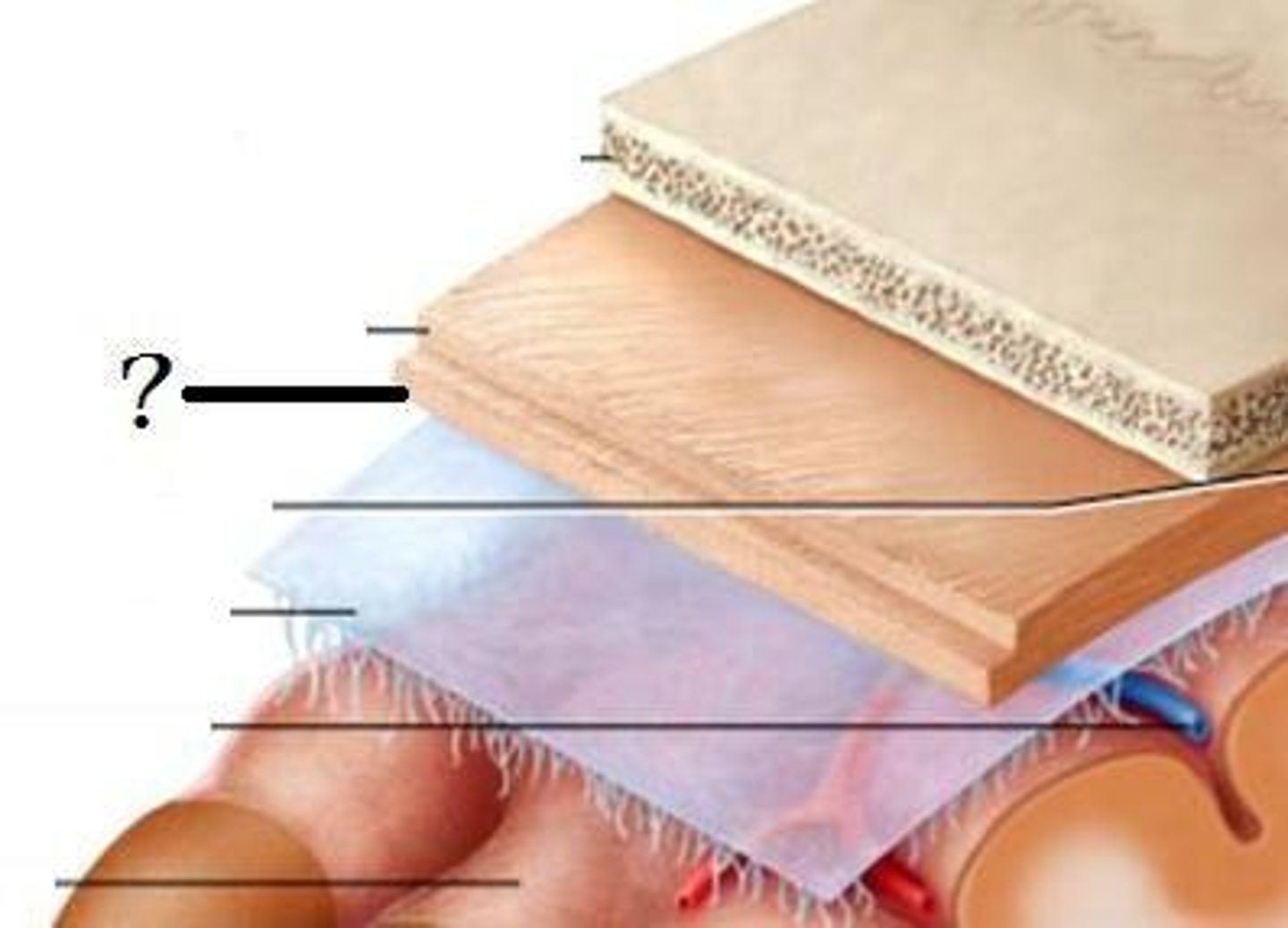 <p>inner layer of the dura mater that contains the falx cerebri and tentorium cerebelli</p><p>"true dura"</p>