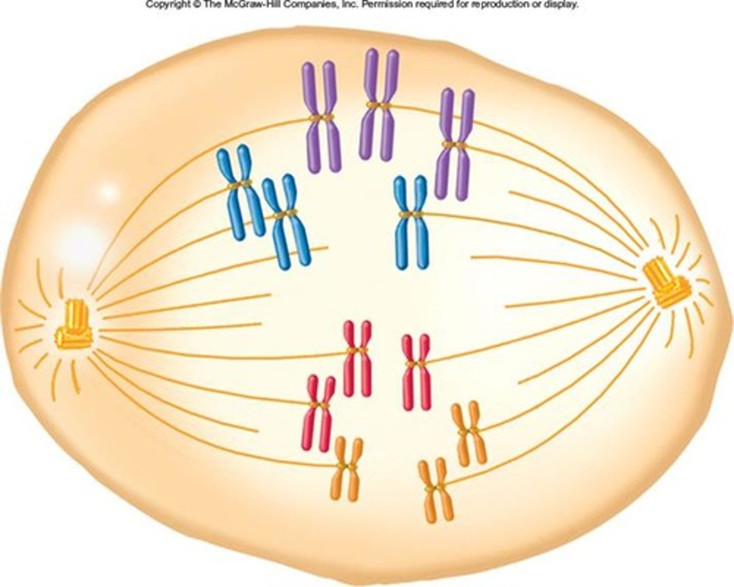 <p>condition in which an organism has extra sets of chromosomes<br><br>-eg. down syndrome or different animals</p>